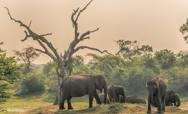 Enchanting Sri Lanka of Tropical Adventure