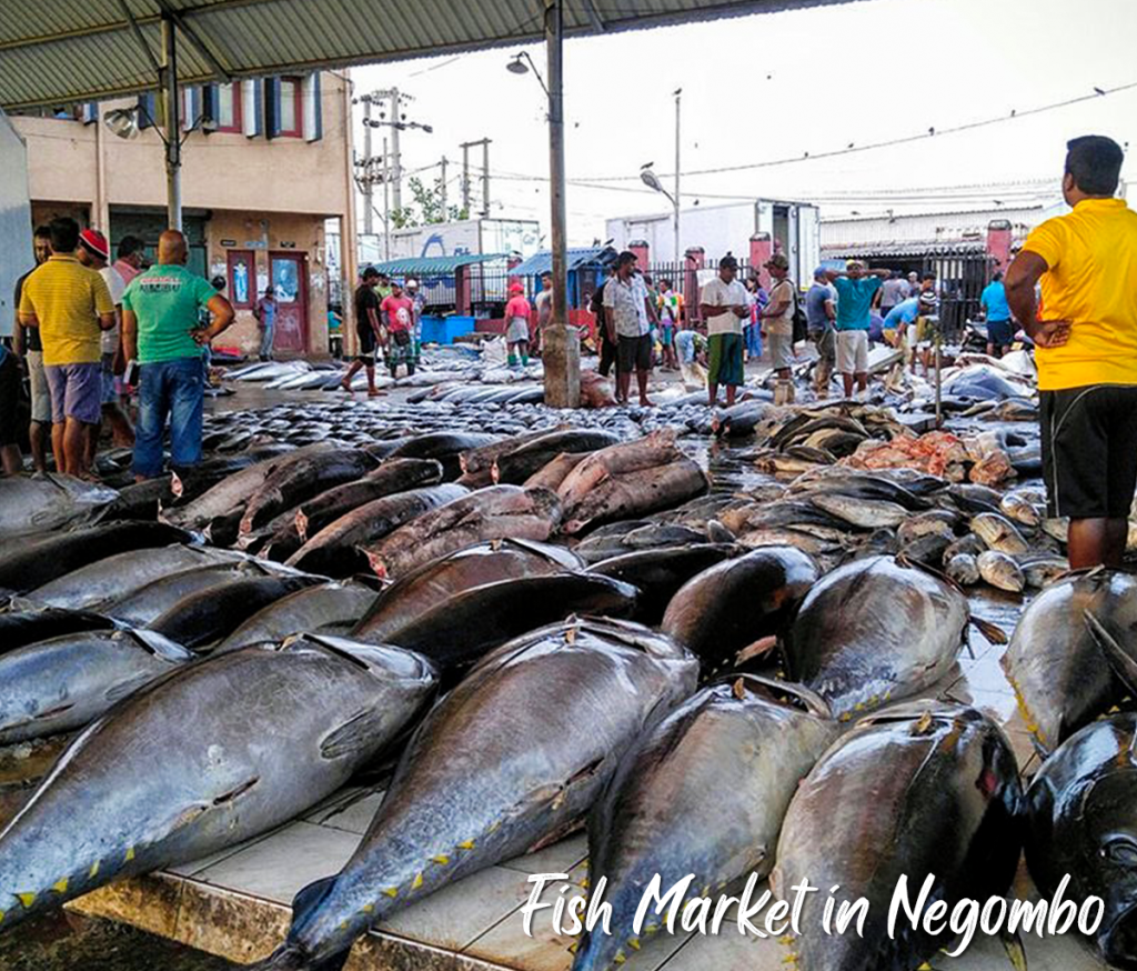 Fish Market Negombo