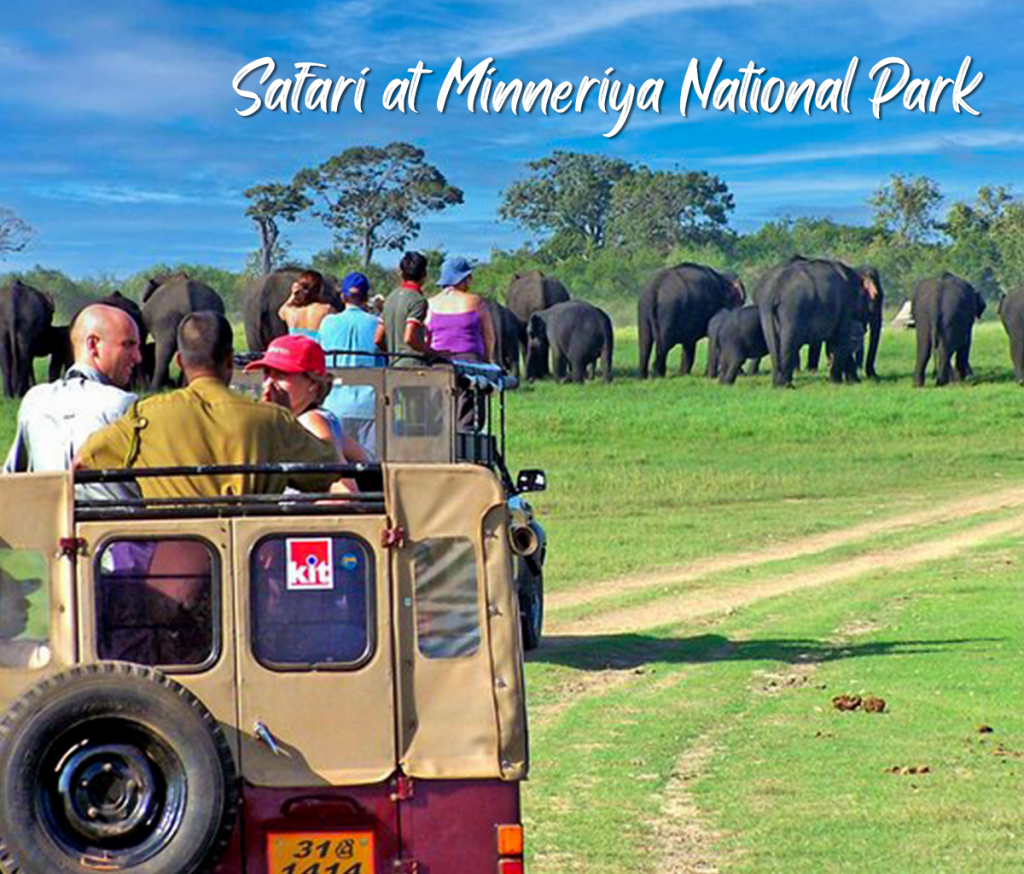 Safari at Minneriya National Park