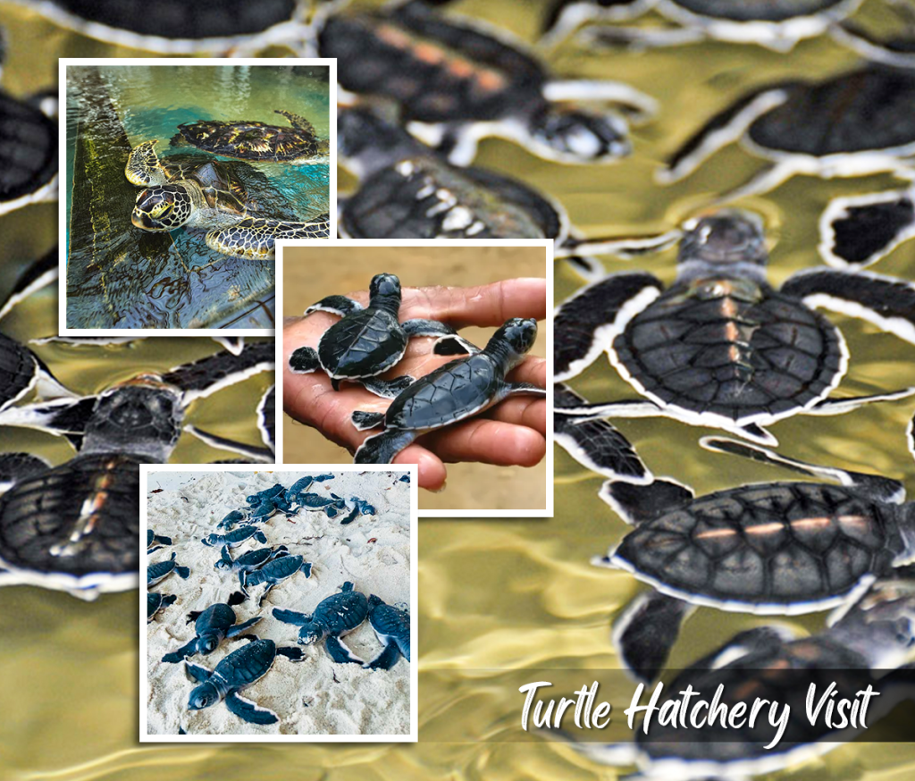 Turtle-Hatchery-Visit