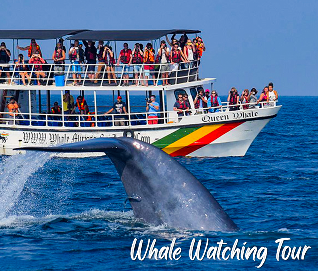 Whale Watching Tour