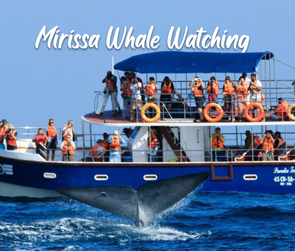 Whale-Watching-Tour